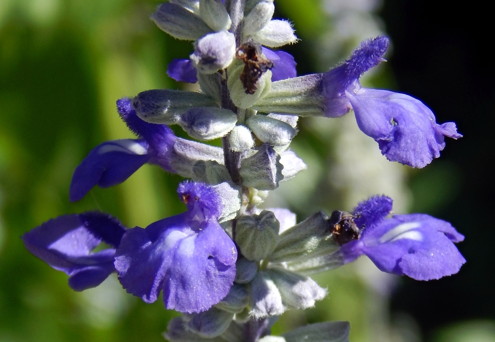 Image of Salvia farinacea specimen.