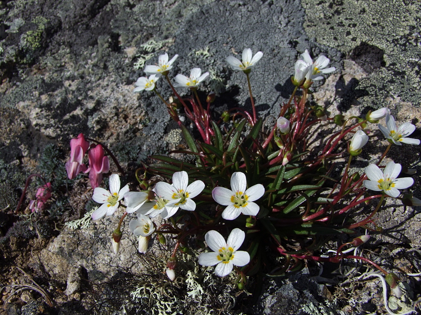 Image of Claytonia soczaviana specimen.