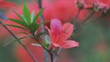 genus Rhododendron. Ветвь с цветком. Китай, Гуанси-Чжуанский автономный р-н, национальный парк Shiwan Dashan National Forest Park, парк рядом с гостиницей. 9 марта 2016 г.