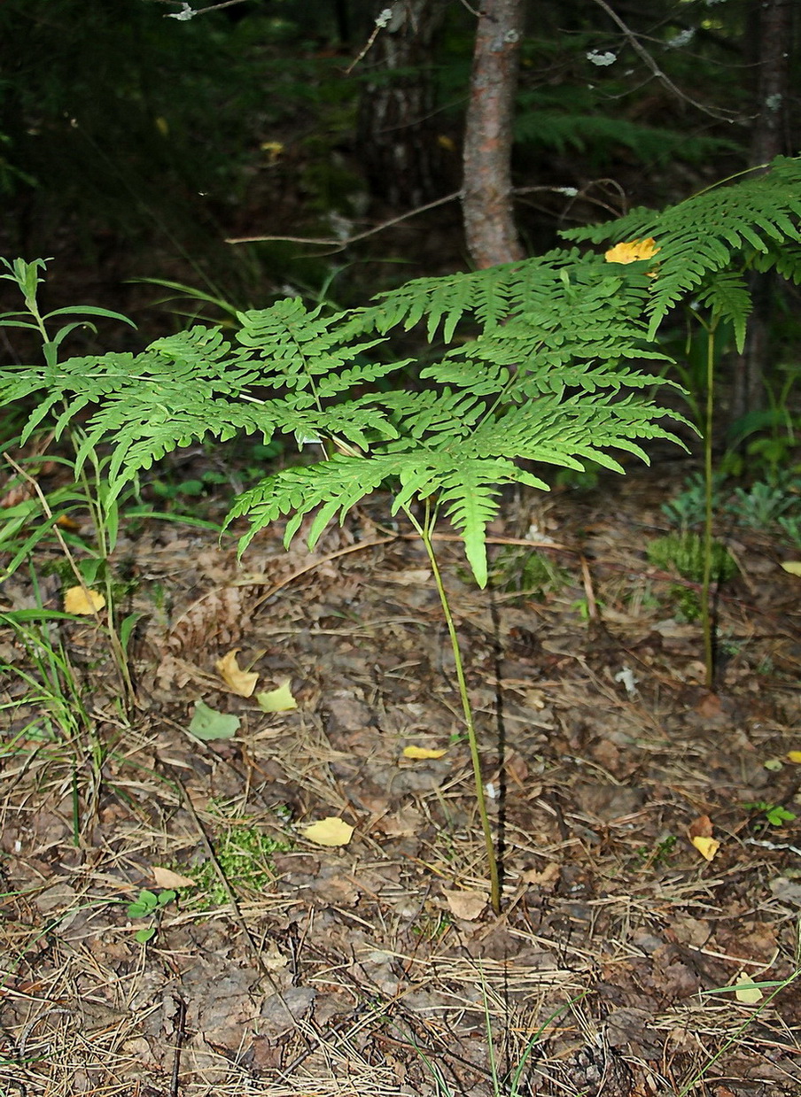 Изображение особи Pteridium pinetorum.