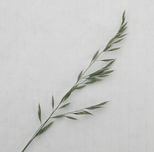 Image of genus Festuca specimen.