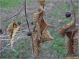 genus Celtis. Веточка с сухими листьями и зрелыми плодами. Украина, г. Николаев, Заводской р-н, парк \"Лески\". 28.12.2017.