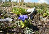 Gentiana grandiflora. Цветущее растение. Казахстан, Рудный Алтай, Черный узел. 2013 год.