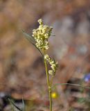 Aconogonon angustifolium. Верхушка побега с соцветием. Монголия, аймак Уверхангай, восточные отроги хребта Хангай, ≈ 2100 м н.у.м., каменистый сухой склон. 05.06.2017.