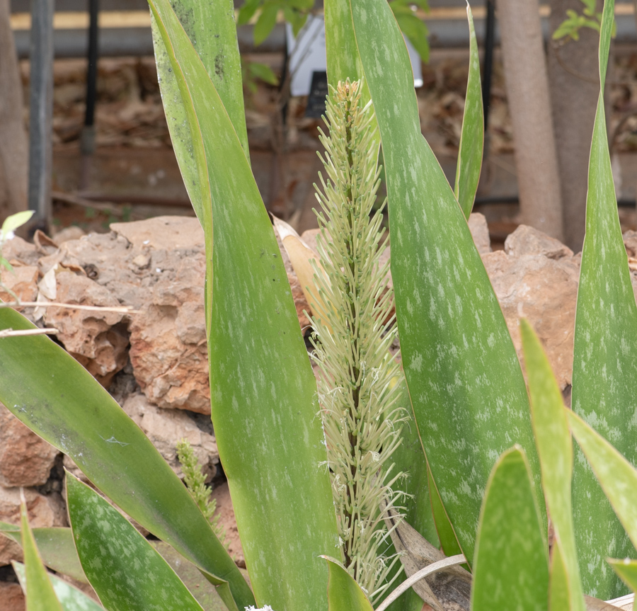 Image of Sansevieria liberica specimen.