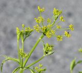 Pastinaca sativa. Соцветие с фуражирующими муравьями. Средний Урал, Свердловская обл., г. Невьянск. 14.07.2017.