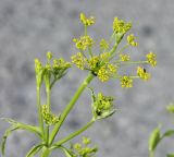 Pastinaca sativa