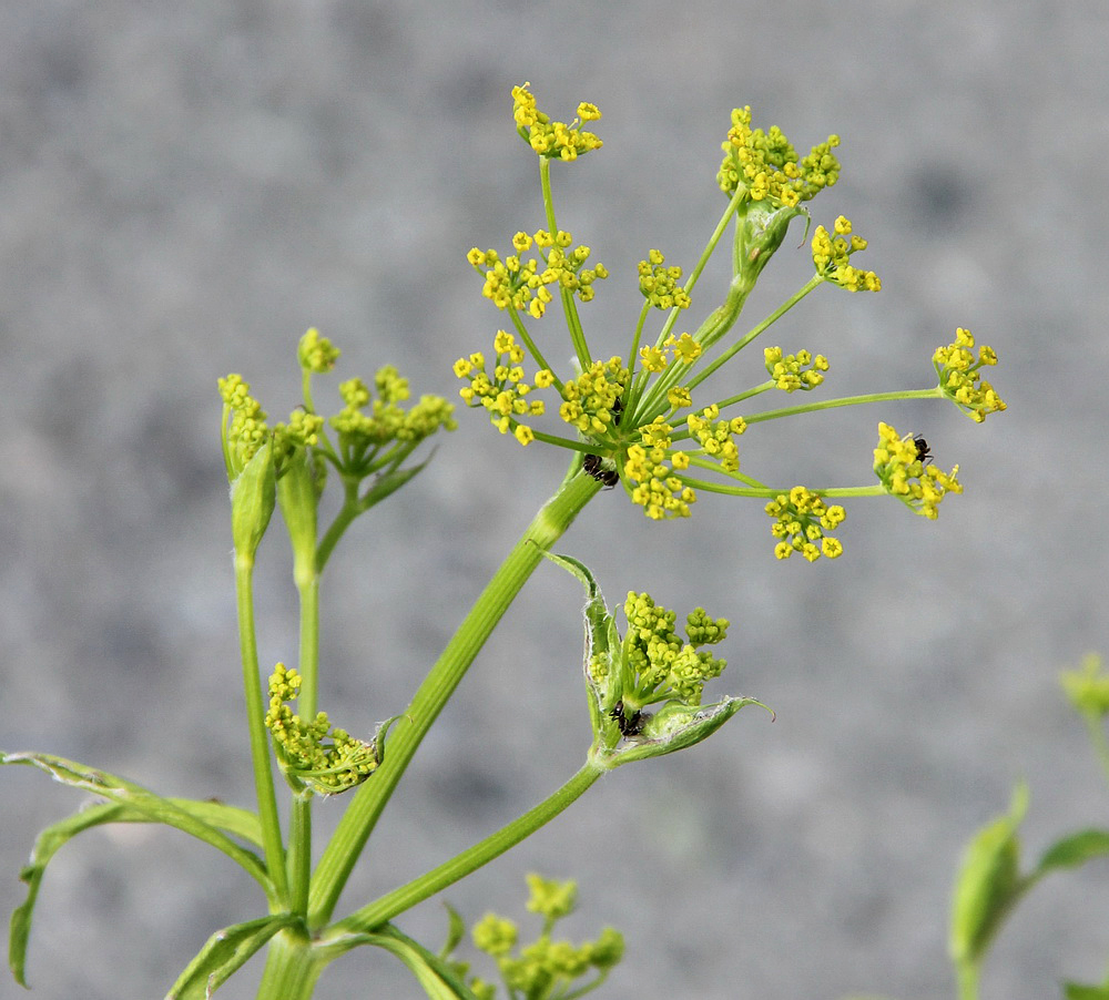 Image of Pastinaca sativa specimen.