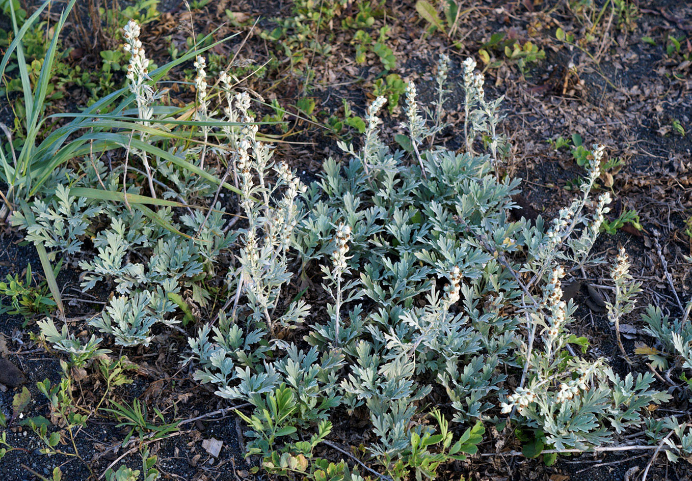 Image of Artemisia stelleriana specimen.