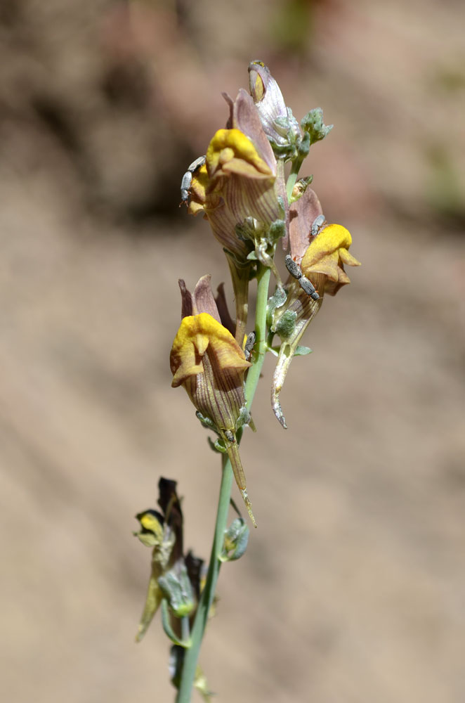 Изображение особи Linaria popovii.