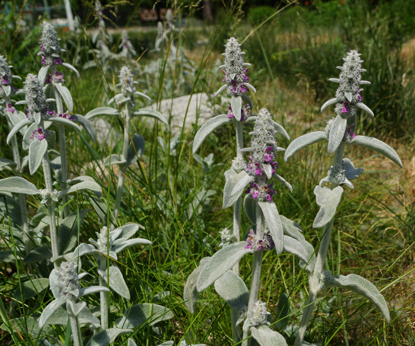 Изображение особи Stachys byzantina.