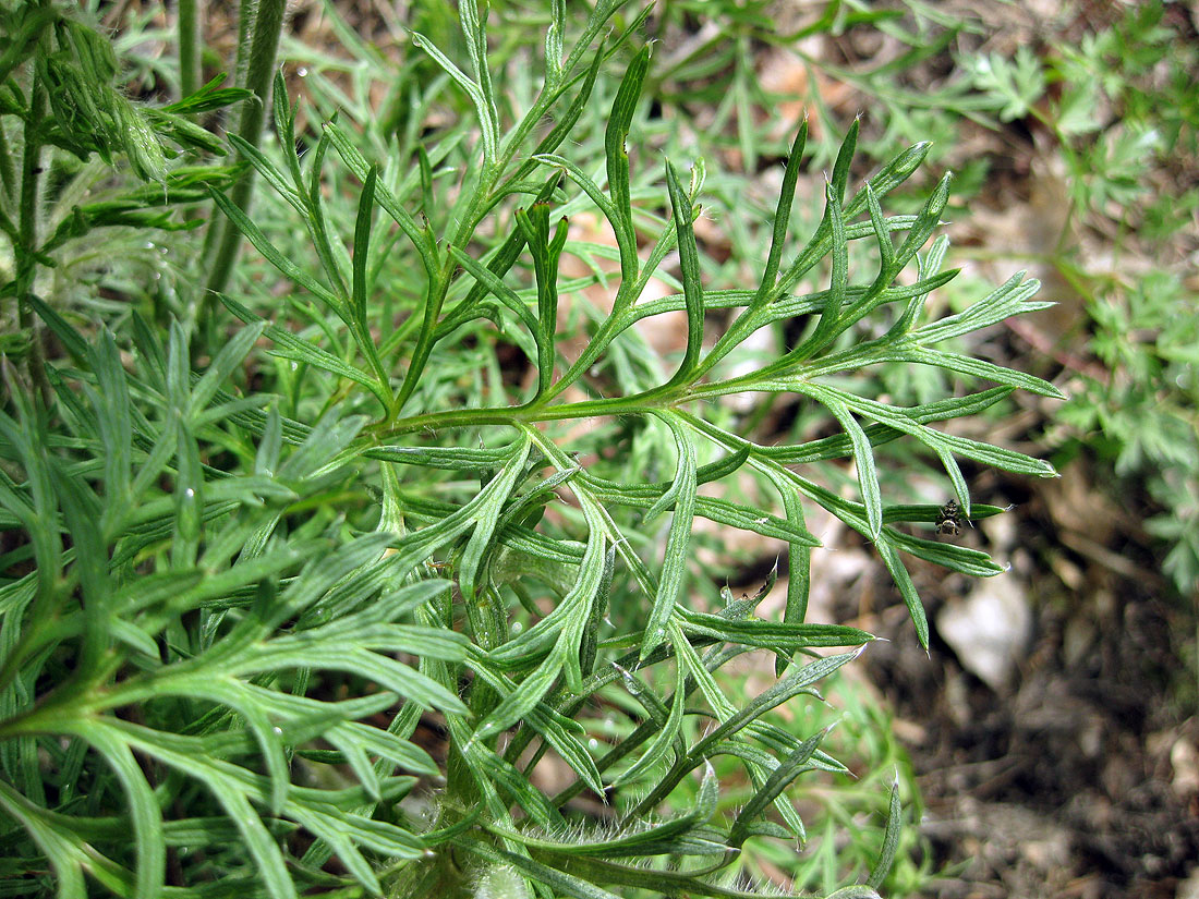 Изображение особи Pulsatilla pratensis.