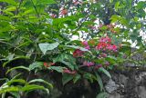 Clerodendrum × speciosum. Часть ветви с соцветиями. Малайзия, Куала-Лумпур, в культуре. 13.05.2017.