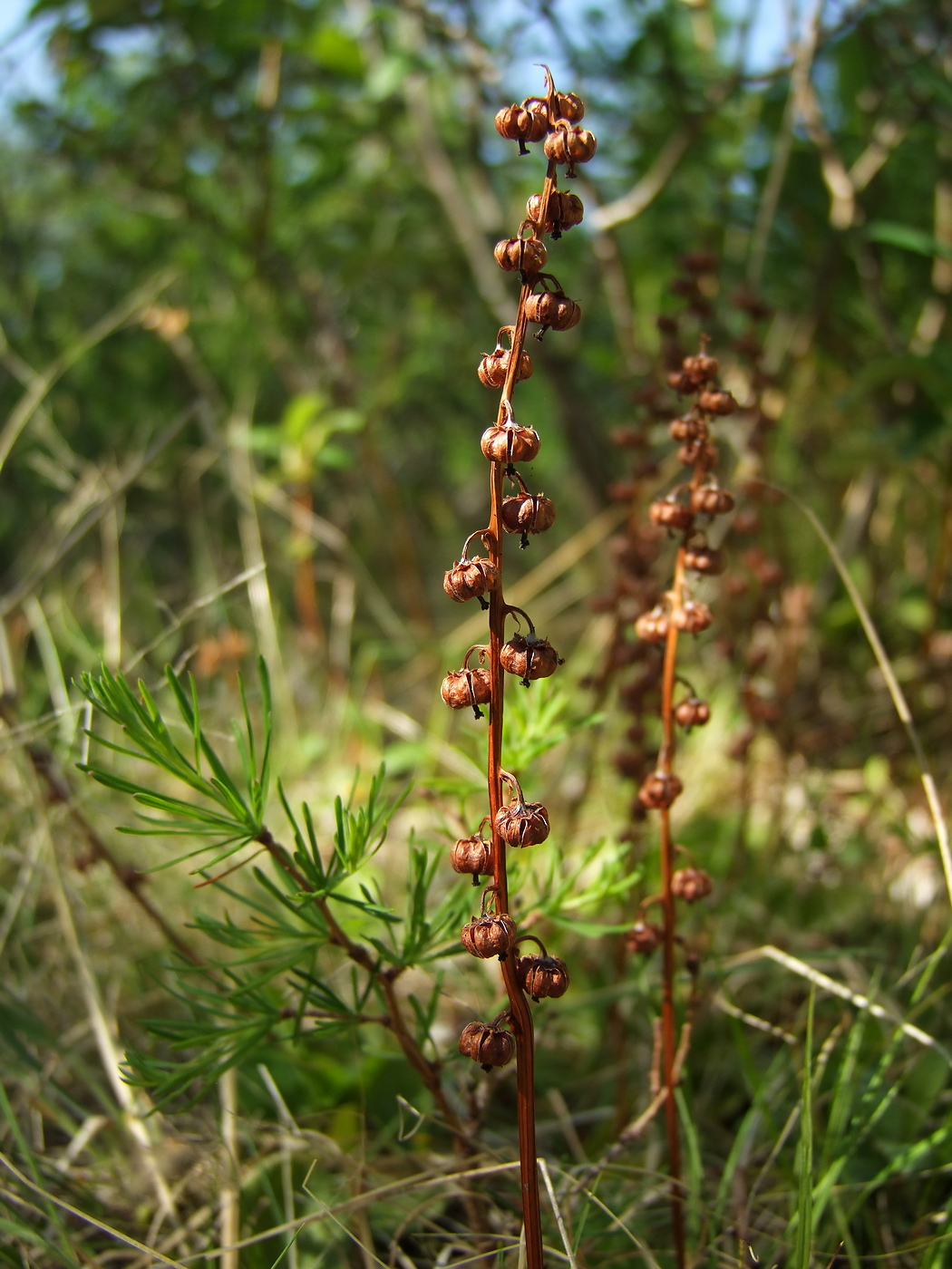 Image of Pyrola minor specimen.