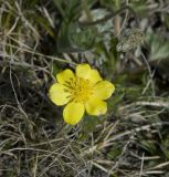 Anemonastrum speciosum. Цветок. Кабардино-Балкария, Эльбрусский р-н, склон горы Чегет, субальпийский луг. 09.06.2009.