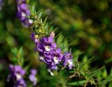 Angelonia angustifolia. Верхушка побега с соцветием. Малайзия, Камеронское нагорье, г. Бринчанг, ≈ 1400 м н.у.м., в культуре. 03.05.2017.