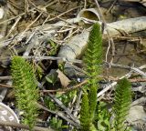 Equisetum telmateia