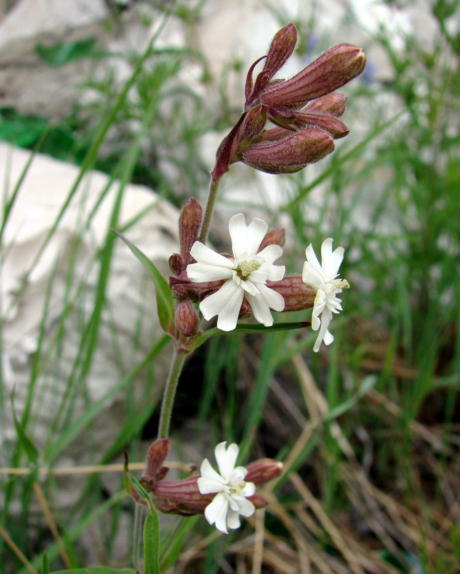 Image of Silene amoena specimen.