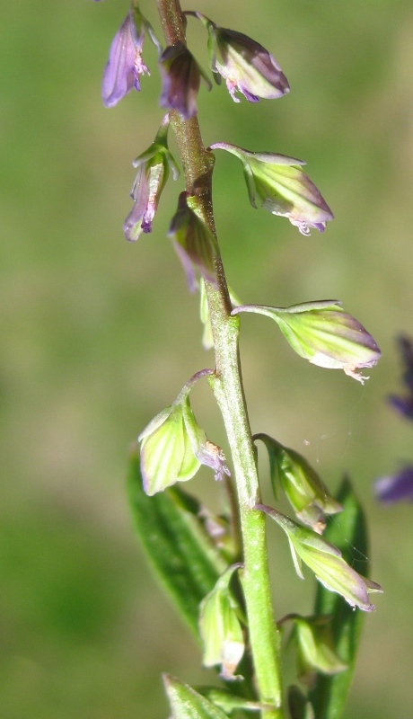 Image of Polygala amarella specimen.