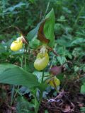 Cypripedium calceolus