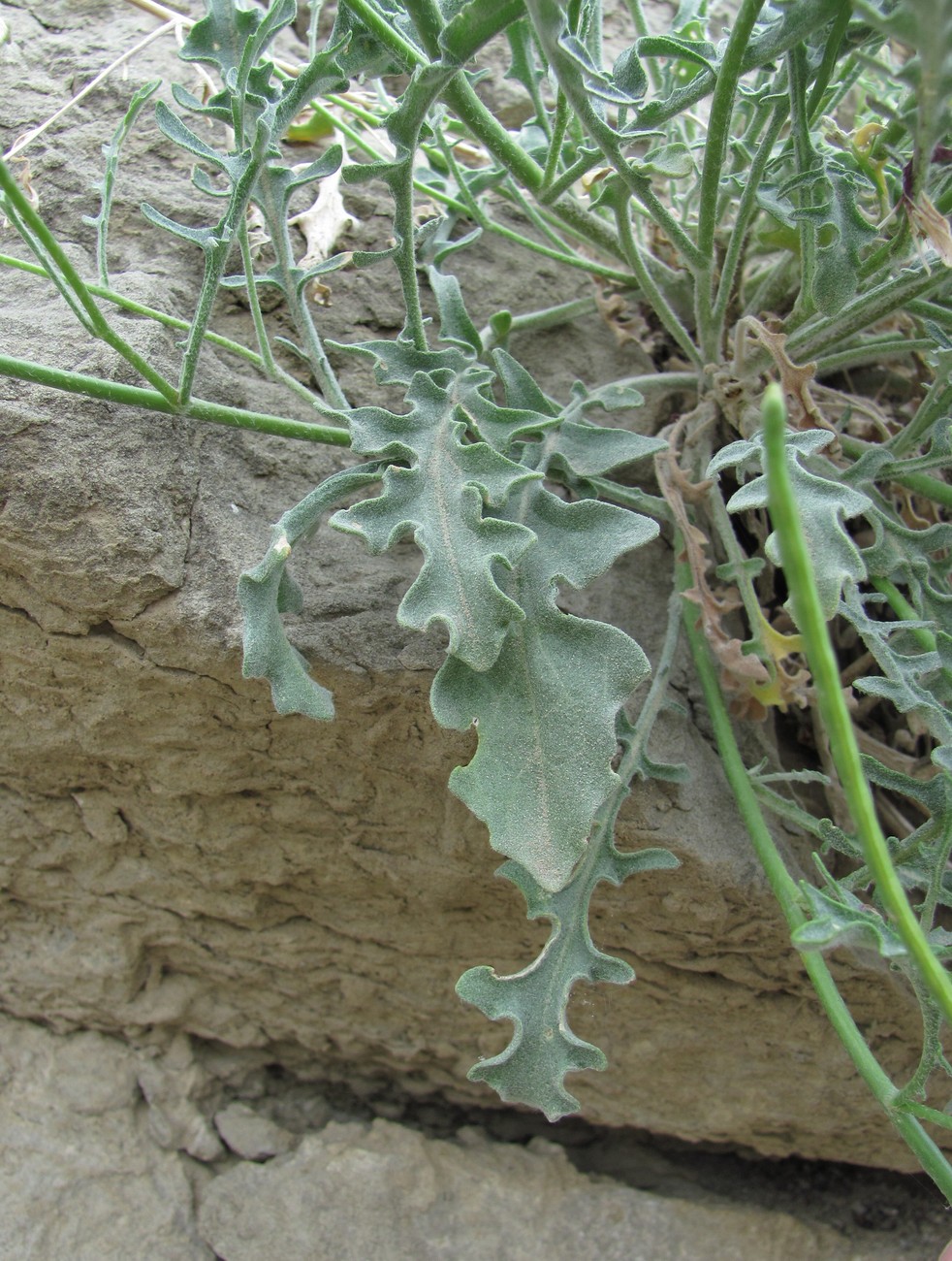 Изображение особи Matthiola caspica.