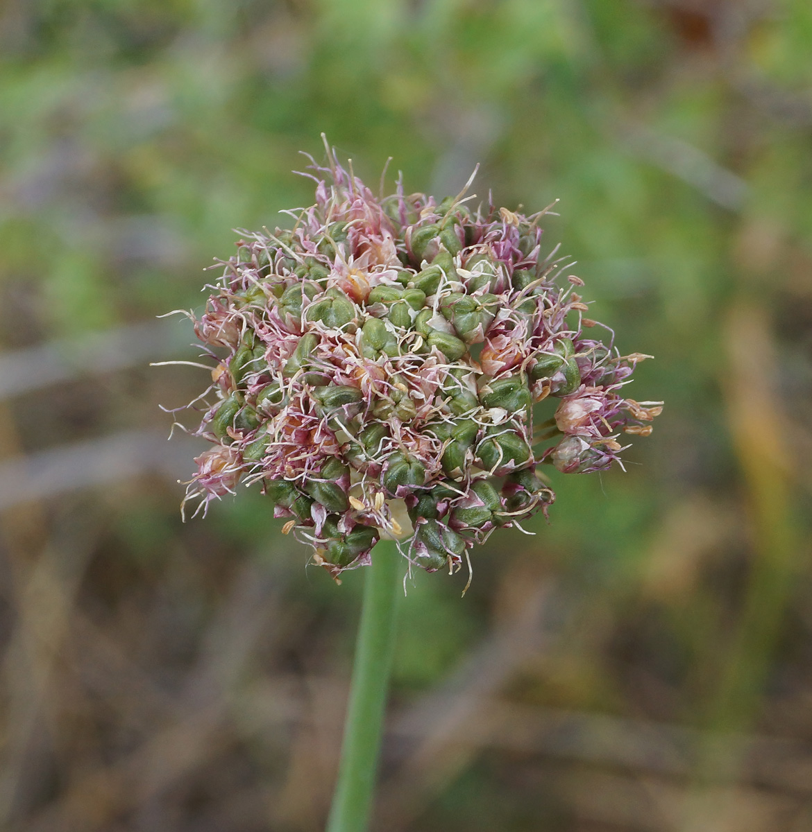 Image of Allium montanostepposum specimen.