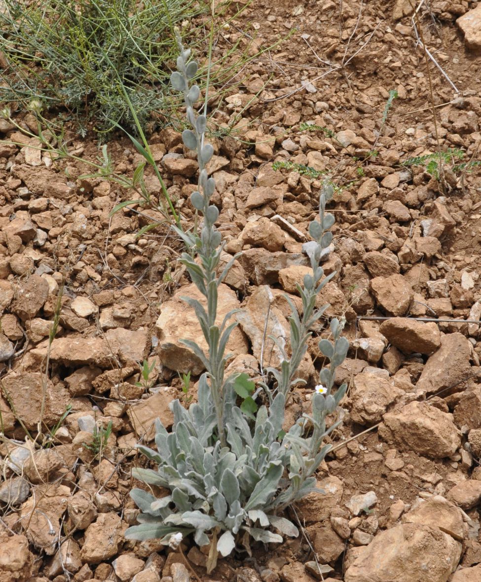 Image of Fibigia clypeata specimen.