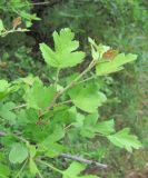 Crataegus pentagyna