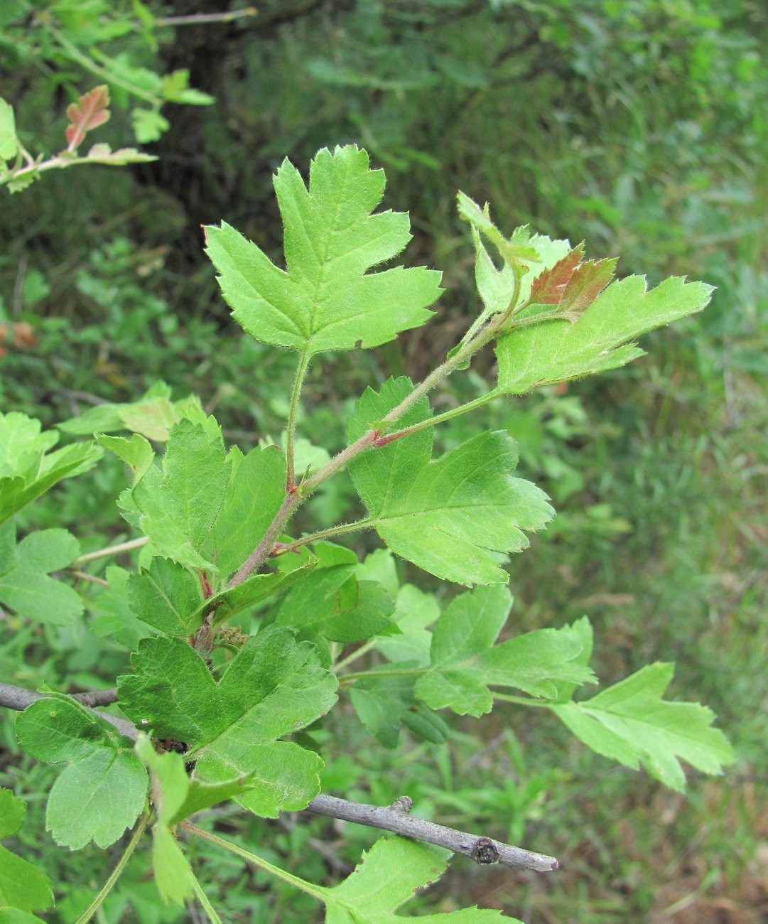 Изображение особи Crataegus pentagyna.