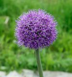 Allium aflatunense