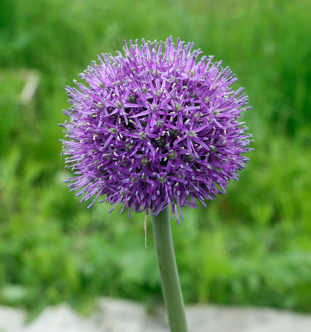 Image of Allium aflatunense specimen.