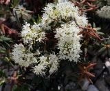 Ledum decumbens