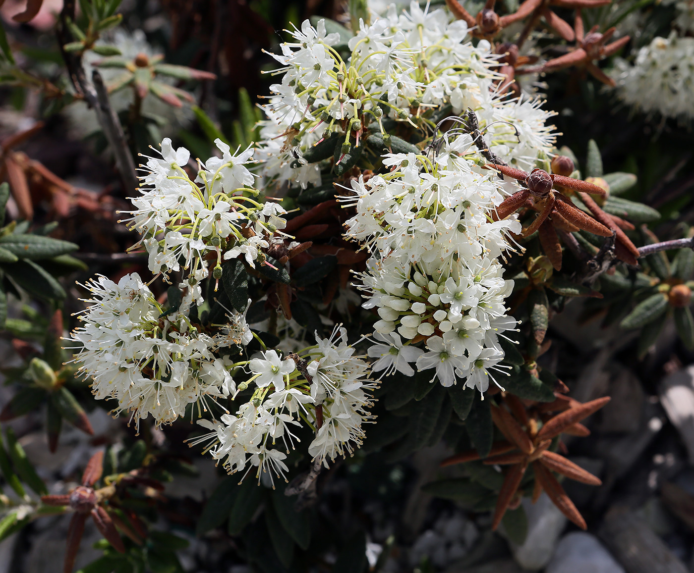 Изображение особи Ledum decumbens.