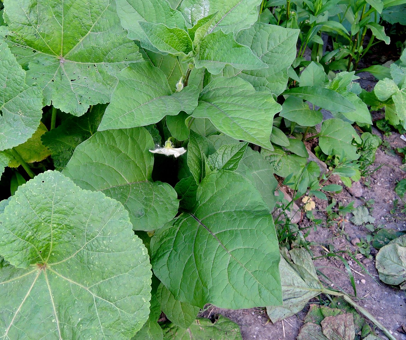 Image of Alkekengi officinarum specimen.