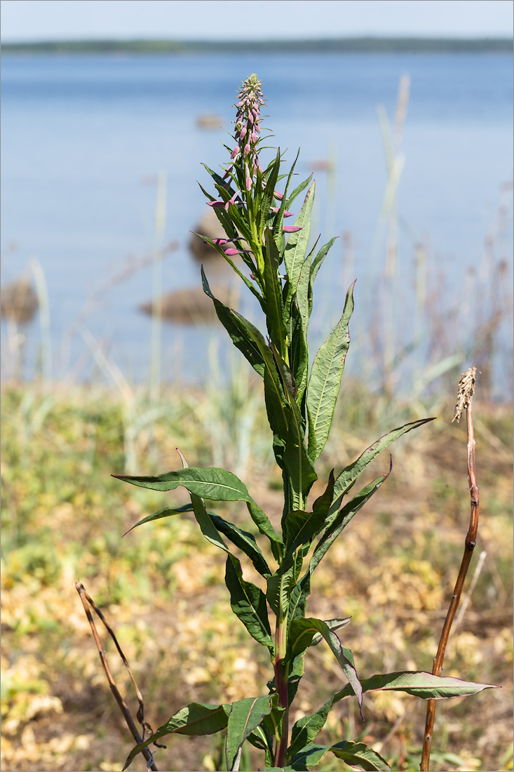 Image of Chamaenerion angustifolium specimen.