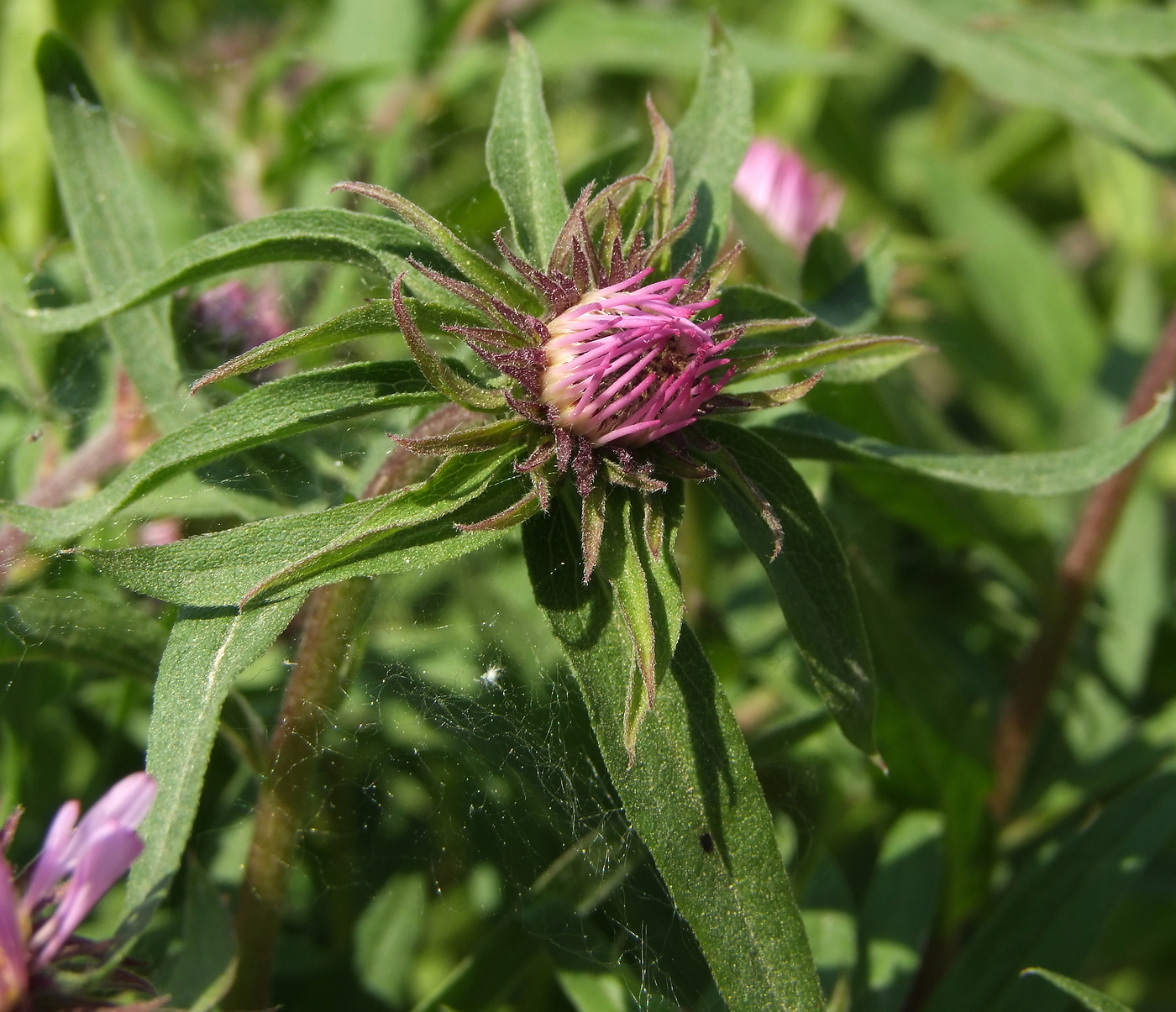 Image of Aster sibiricus specimen.