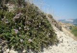 Thymus helendzhicus