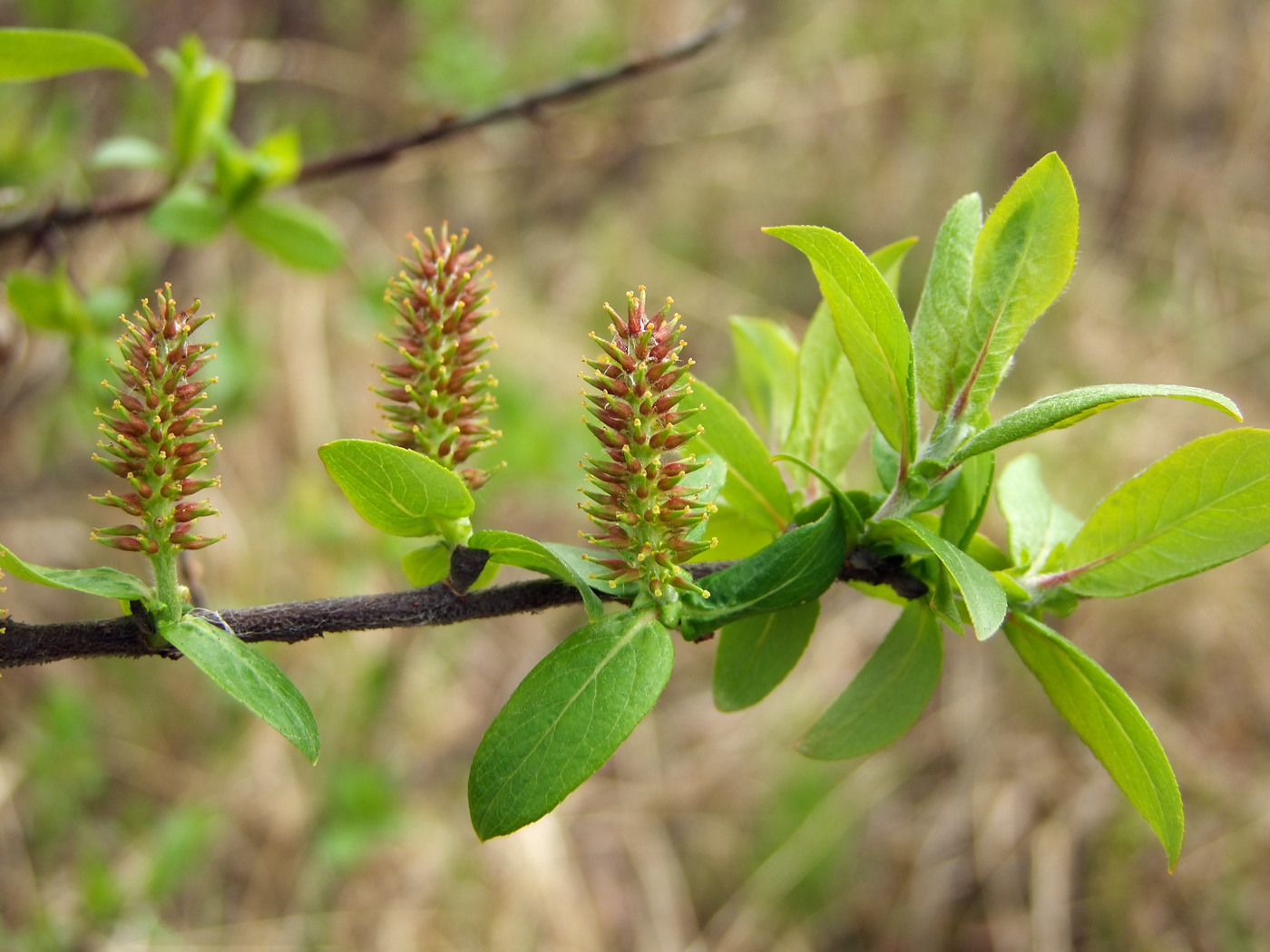 Изображение особи Salix hastata.