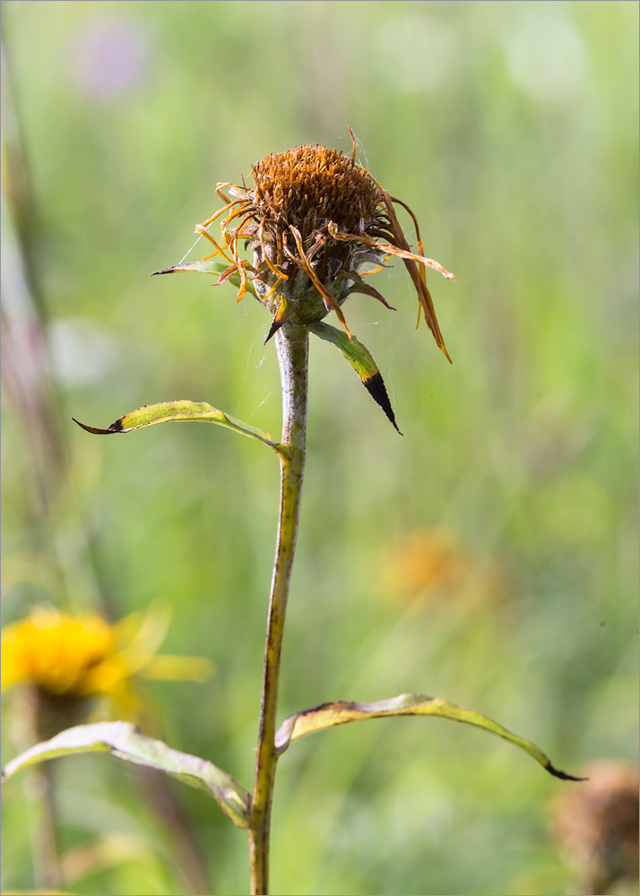 Изображение особи Inula salicina.