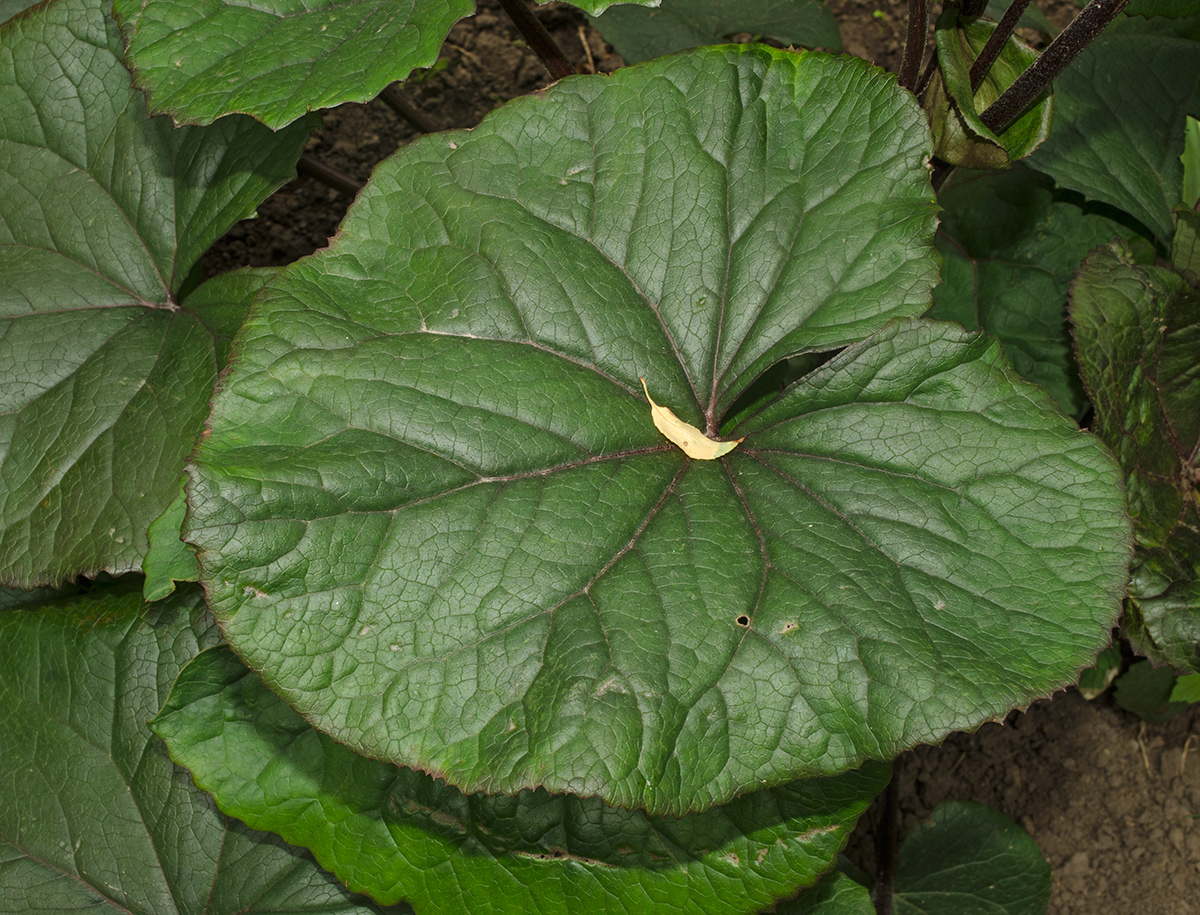 Image of Ligularia dentata specimen.