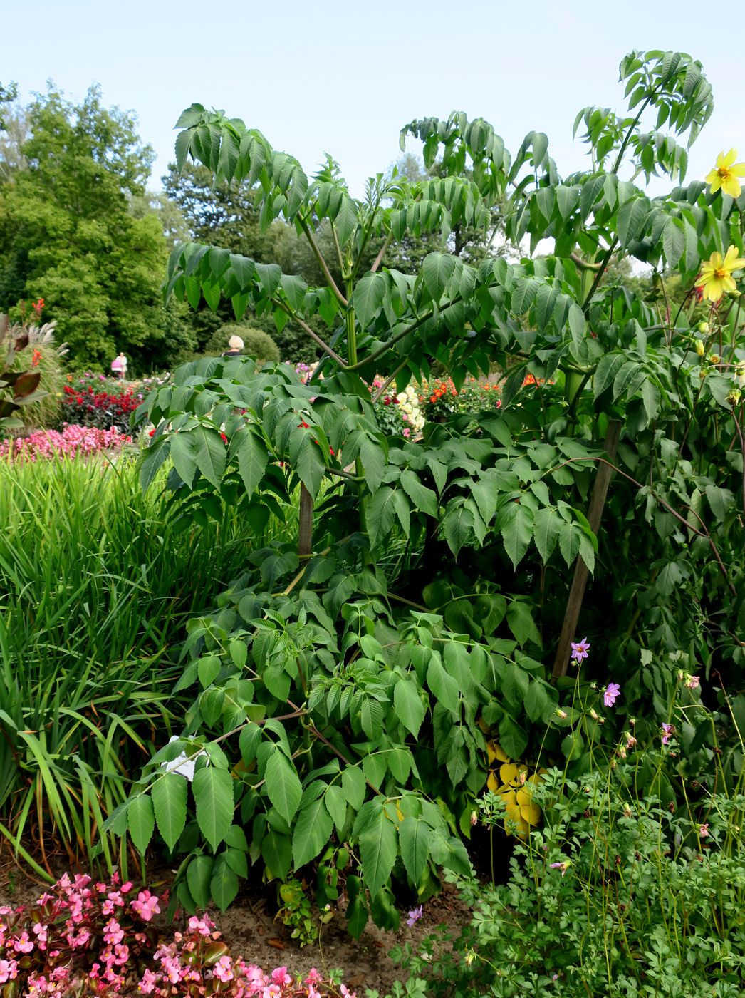 Image of Dahlia imperialis specimen.