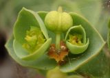 Euphorbia paralias