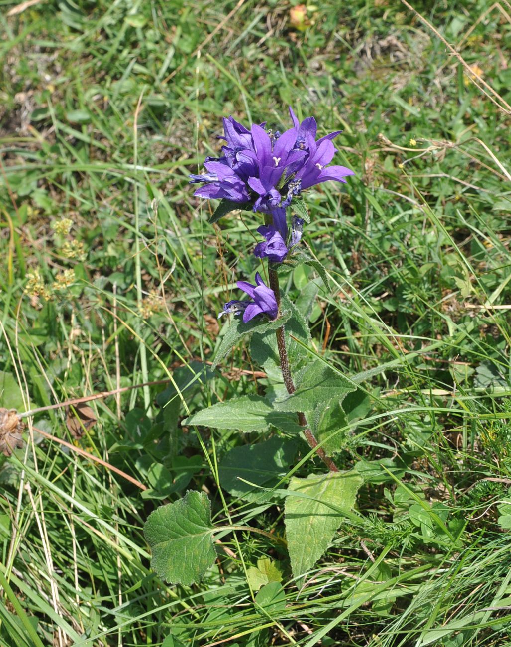 Изображение особи Campanula trautvetteri.