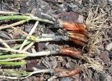 Allium galanthum