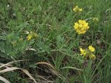 Coronilla coronata