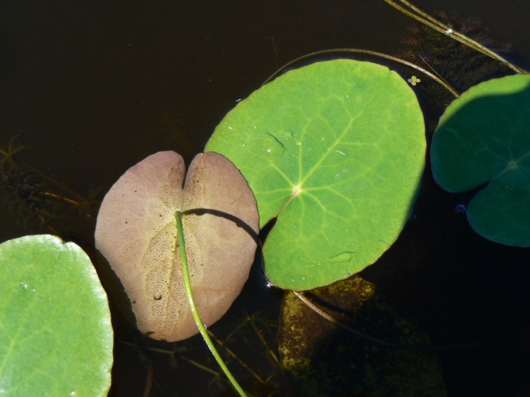 Image of Nymphoides peltata specimen.