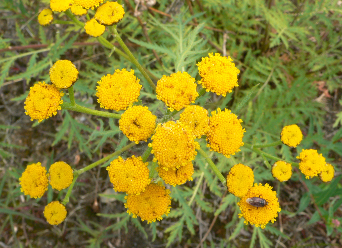 Изображение особи Tanacetum boreale.