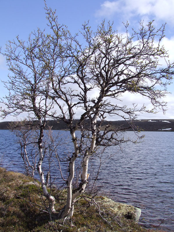 Image of Betula czerepanovii specimen.