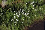 Eriophorum scheuchzeri