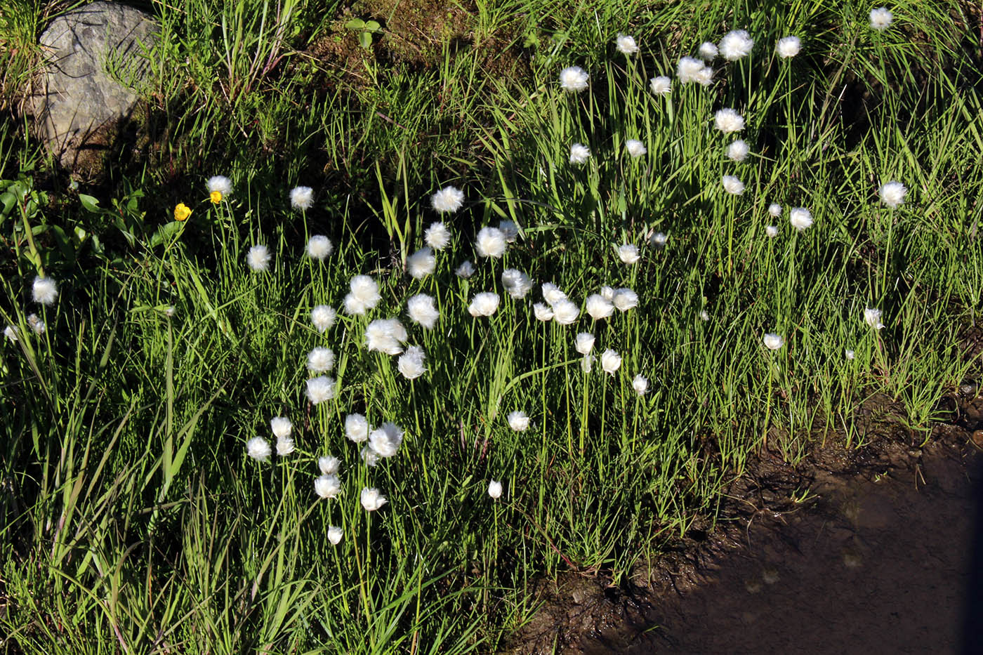 Изображение особи Eriophorum scheuchzeri.